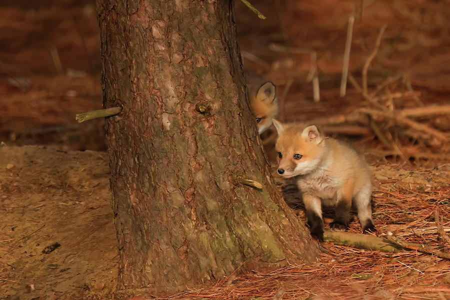 Red Fox Kit #10 Photograph by Brook Burling