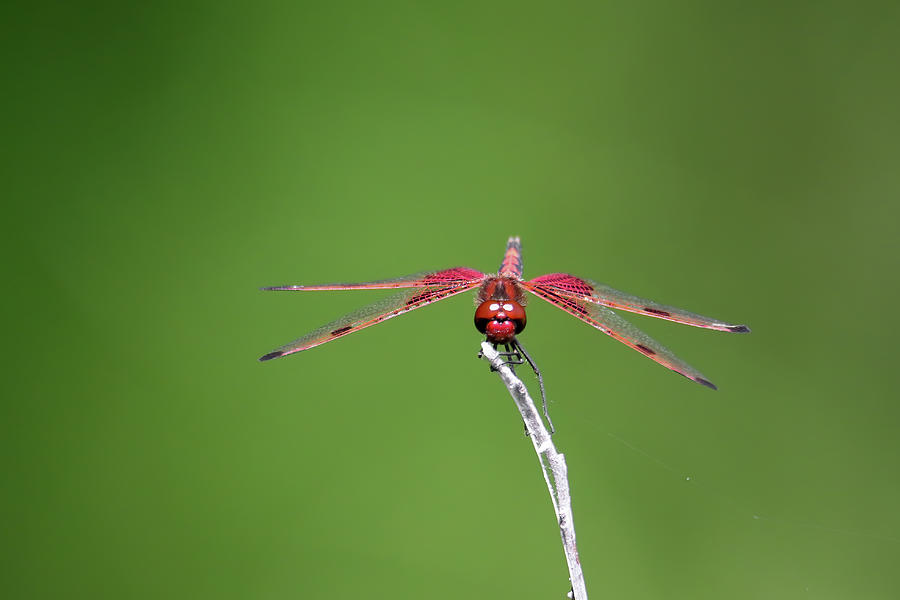Red Saddlebag Dragonfly #10 Photograph by Brook Burling