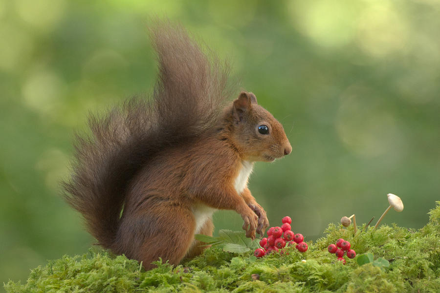 Red Squirrel #10 Photograph by Gavin MacRae