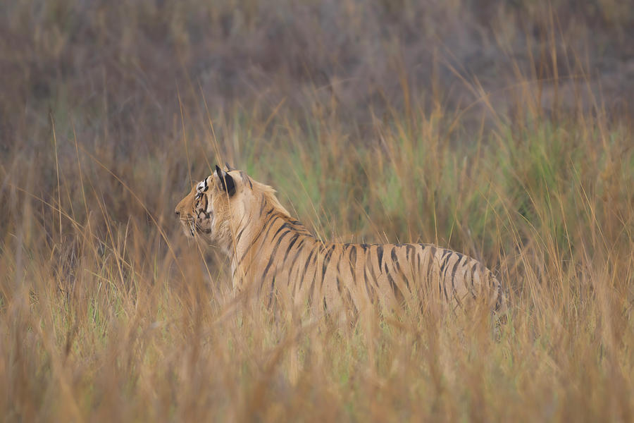 Royal Bengal Tiger #10 Photograph by Kiran Joshi