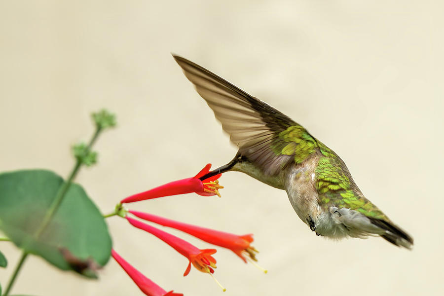 Ruby throated hummingbird #10 Photograph by Jeffrey PERKINS