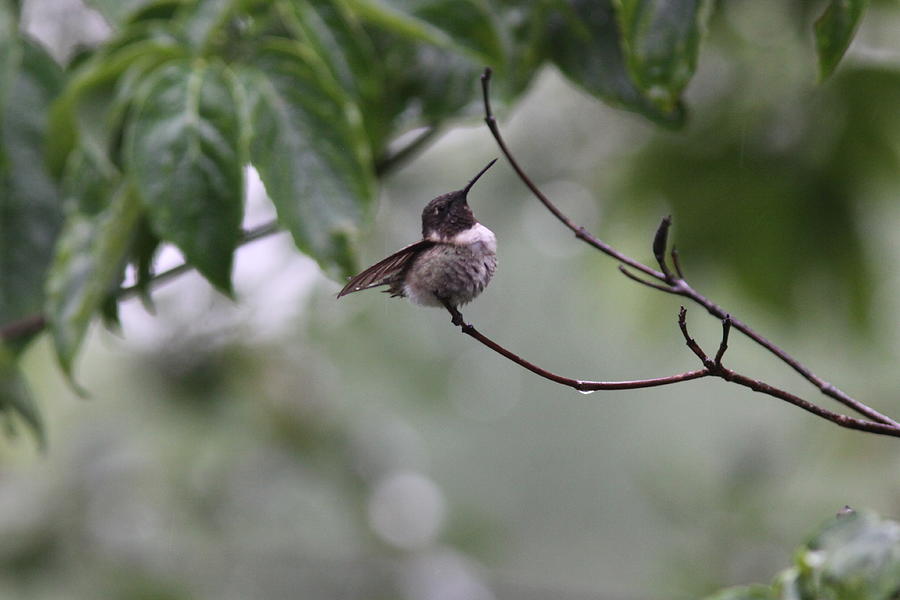 Ruby-throated Hummingbird #10 Photograph by Travis Truelove