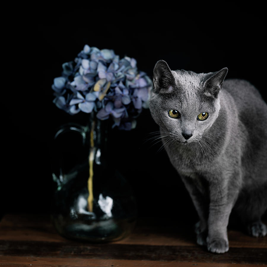 Russian Blue Cat Photograph