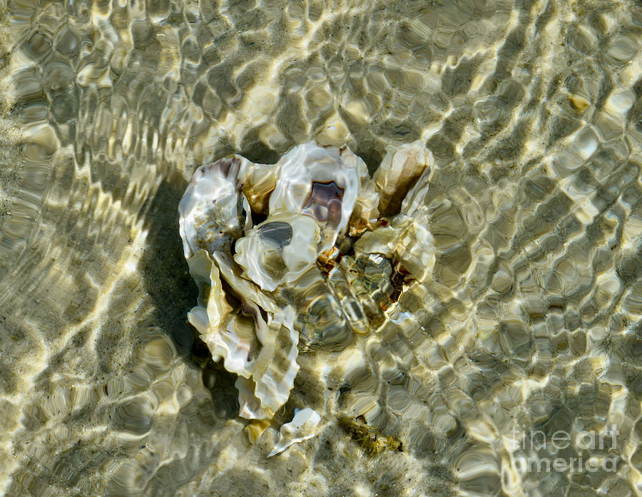 Seashells Seawater  Serenade  Refraction Photograph by Debra Banks