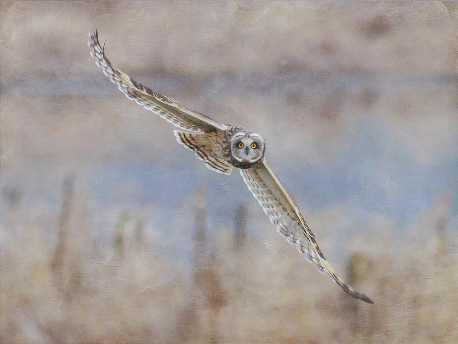 Short Eared Owl #10 Photograph by Angie Vogel