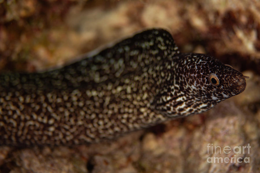 Spotted Moray Eel Photograph