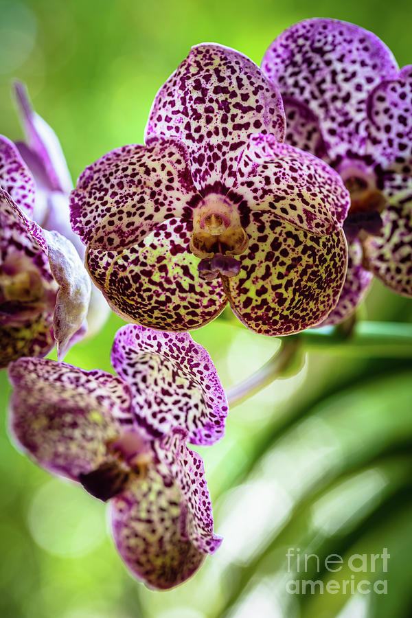 Spotted Orchid Flowers #10 Photograph by Raul Rodriguez
