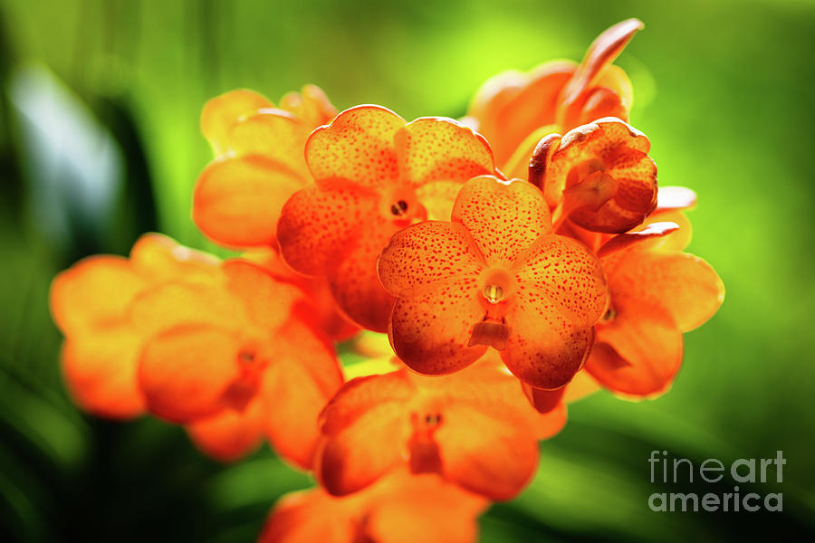 Spotted Tangerine Orchid Flowers #10 Photograph by Raul Rodriguez