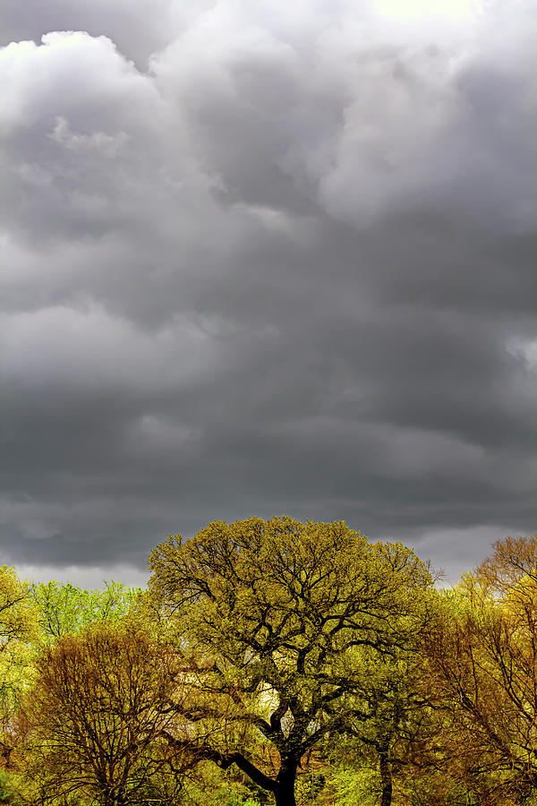 Spring Trees and Rainclouds #10 Photograph by Robert Ullmann