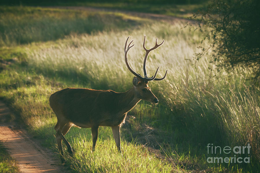 Swamp Deer Barasingha Photograph by Kiran Joshi Fine Art America