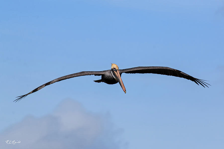 10 Thousand Islands Wildlife - Brown Pelican Coming to You  Photograph by Ronald Reid
