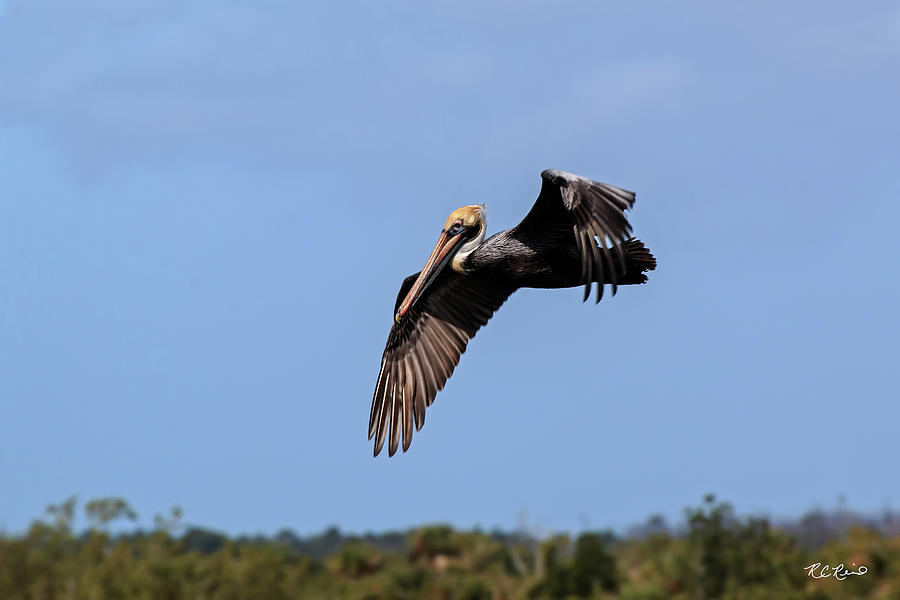 10 Thousand Islands Wildlife - Brown Pelican Flying By  Photograph by Ronald Reid