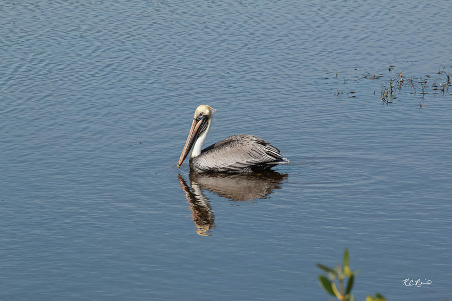 10 Thousand Islands Wildlife - Brown Pelican Resting in the Everglades  Photograph by Ronald Reid