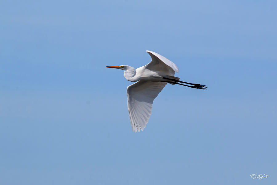 10 Thousand Islands Wildlife - Great Egret Over the Refuge  Photograph by Ronald Reid