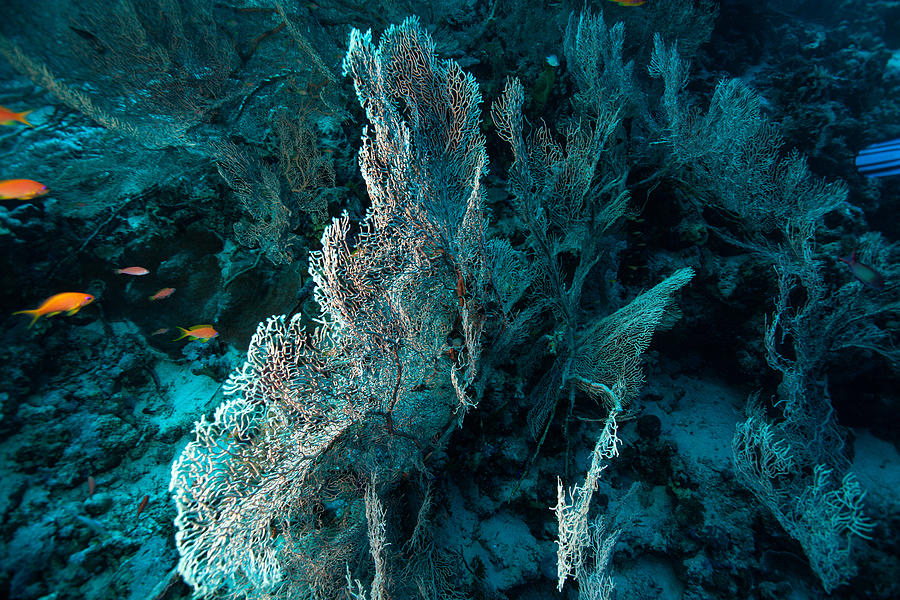 Tropical aquarium, tropical waters sea anemone macro close up tentacles #10 Photograph by LuffyKun