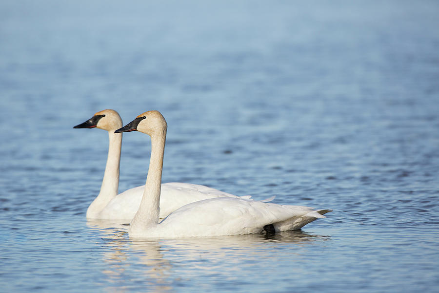 Trumpeter Swan Photograph by Daybreak Imagery - Fine Art America