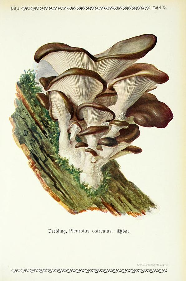 Vintage Fungi Illustrations #10 Mixed Media by World Art Collective