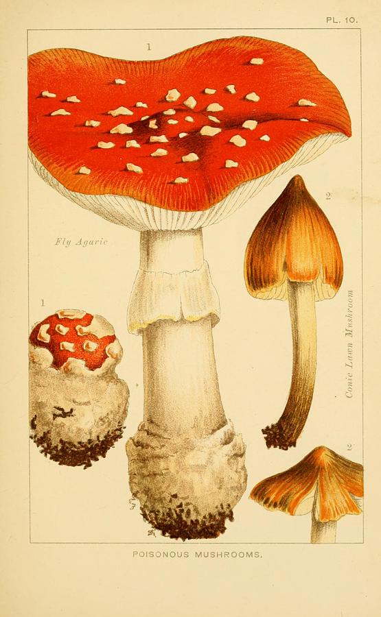 Vintage, Poisonous and Fly Mushroom Illustrations #10 Mixed Media by World Art Collective