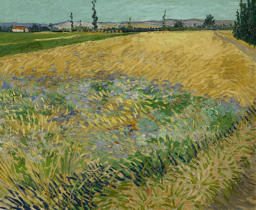 Wheatfield By Vincent Van Gogh Painting
