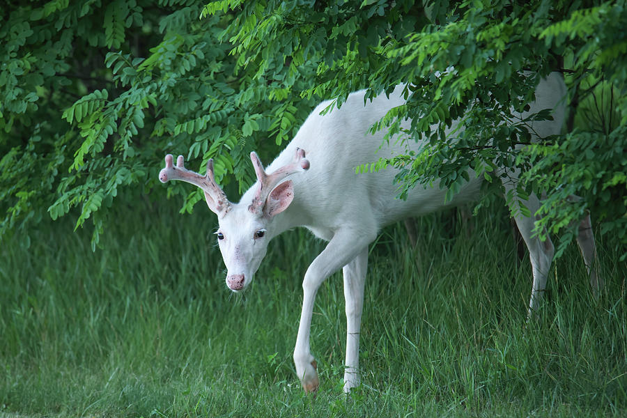 White Buck #10 Photograph by Brook Burling