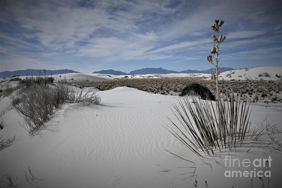 White Sands National Park #10 Photograph by Leslie M Browning