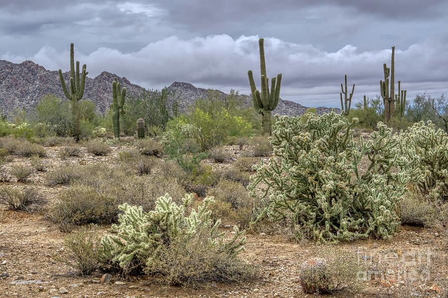 White Tank Mountain Scenes Near Phoenix Arizona #10 Photograph by Kenneth Roberts