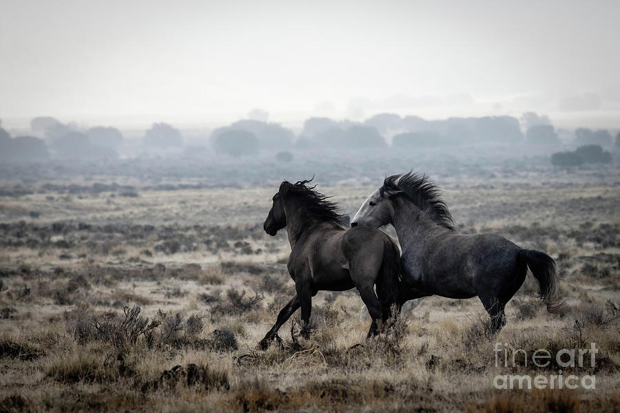 Wild Horses #10 Photograph by Julie Argyle
