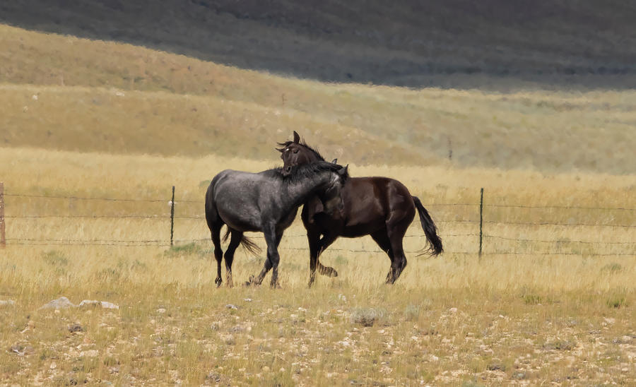 Wild Horses #10 Photograph by Laura Terriere