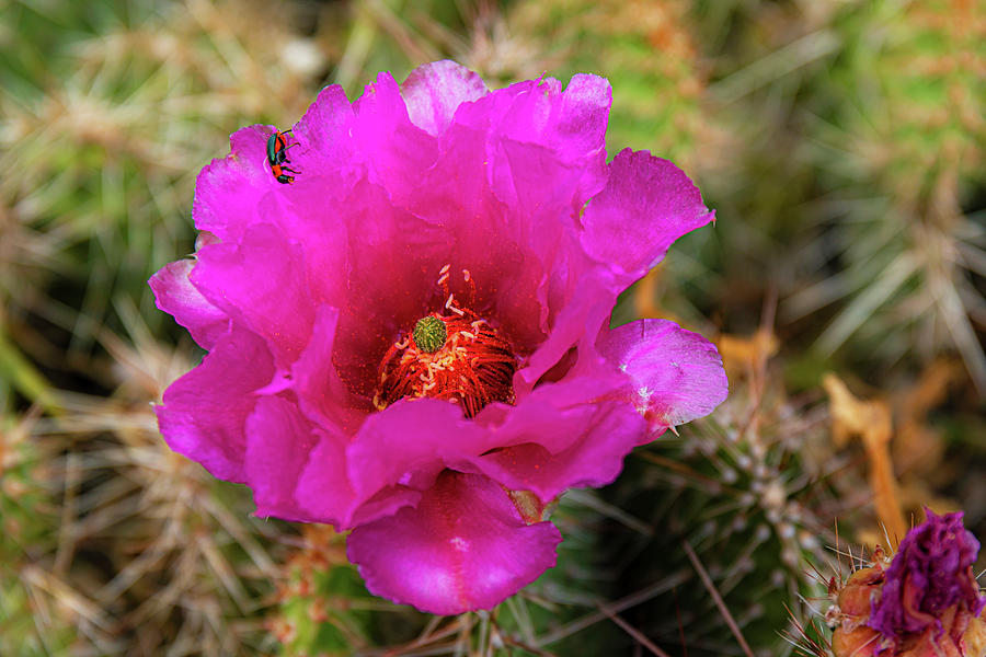 Wild Pink Cactus Flowers Photograph by Elijah Rael Wild Pink Cactus Flowers Photograph by Elijah Rael