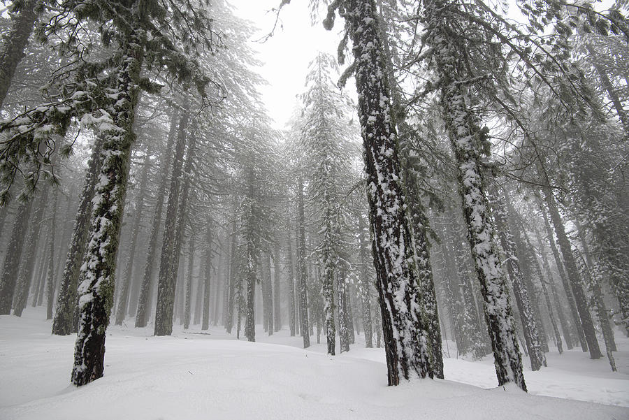 Winter forest landscape  Photograph by Michalakis Ppalis