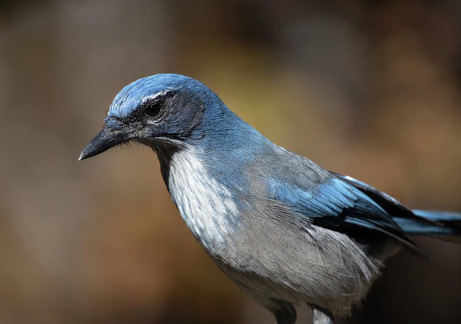 Woodhouse's Scrub Jay Photograph by Selena Ross - Fine Art America