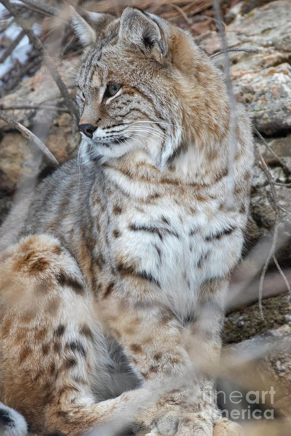 Wyoming Bobcat Photograph By Greg Bergquist Fine Art America 1807