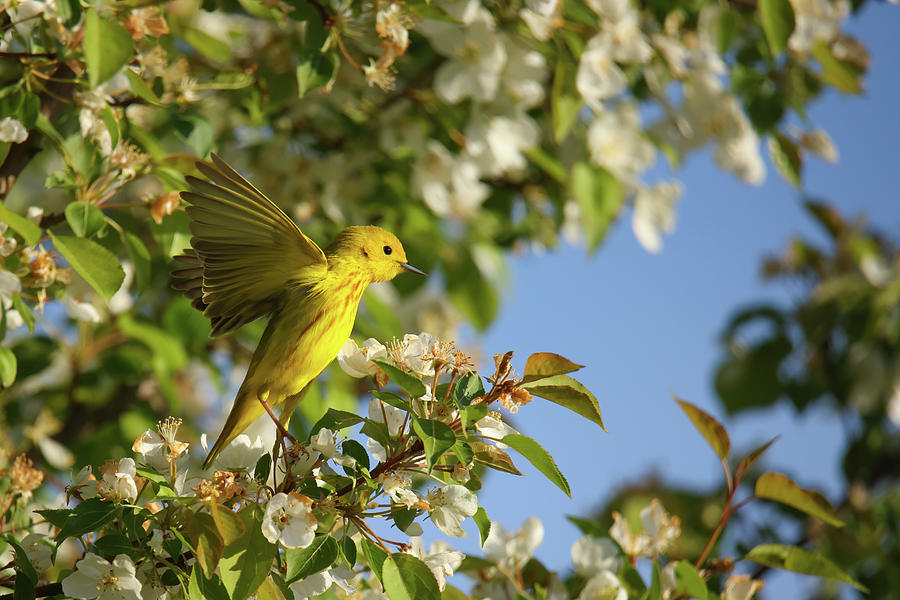 Yellow Warbler #10 Photograph by Brook Burling