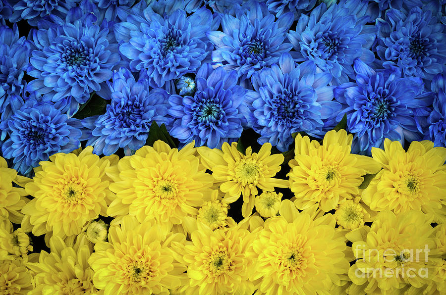 100 Percent of Artist Commissions Donated - Floral - Flowers Blue and Yellow Mums Nature Photo Photograph by PIPA Fine Art - Simply Solid
