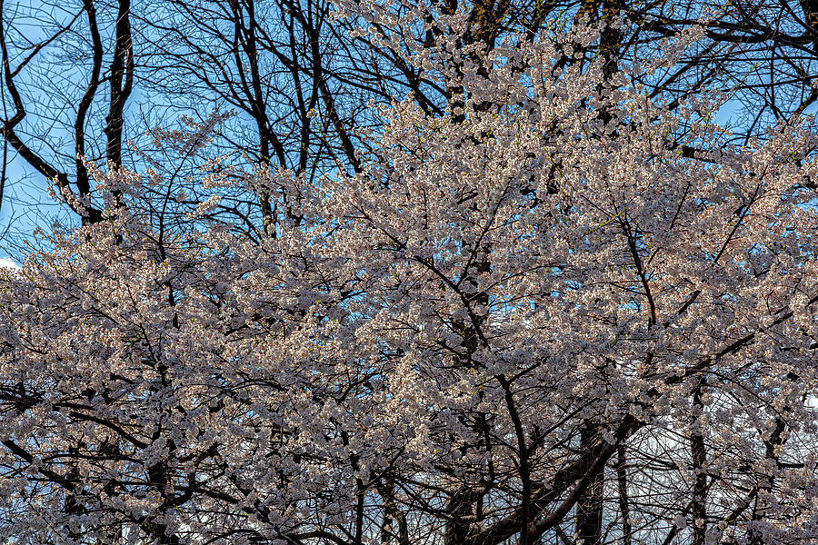 Cherry Trees Photograph