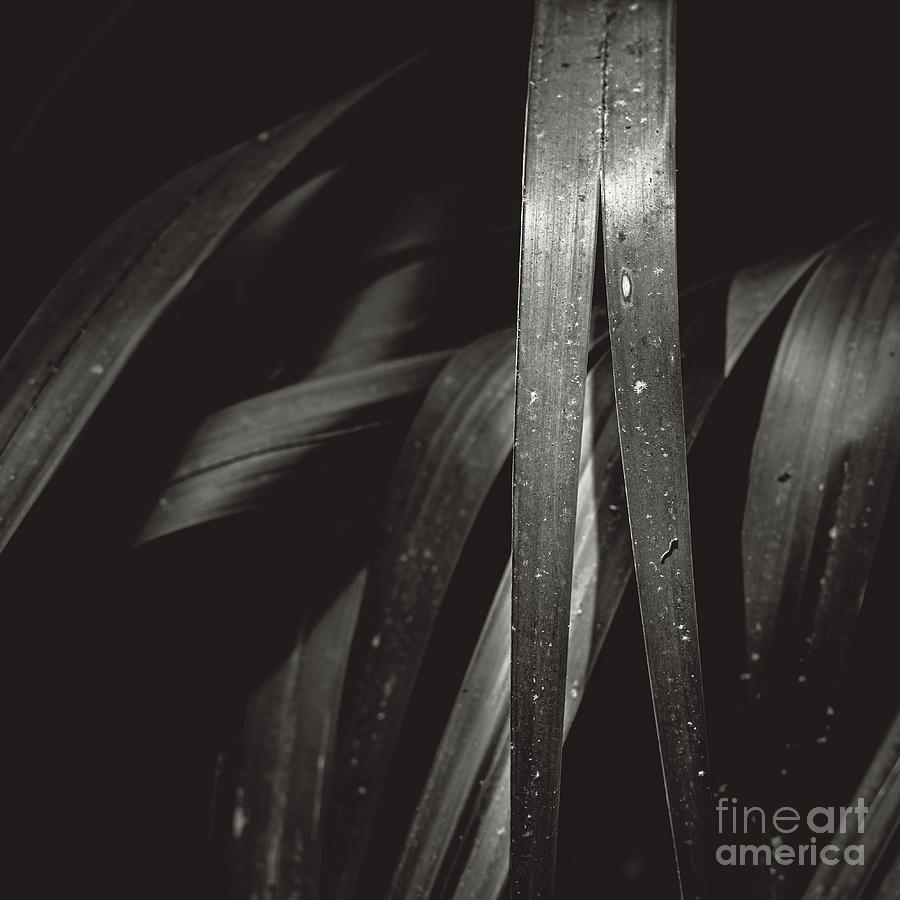 102 / Palm Frond Photograph