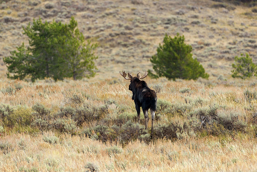 1023 A moose seen from the backside looks up a mountainside Photograph by Tara Krauss