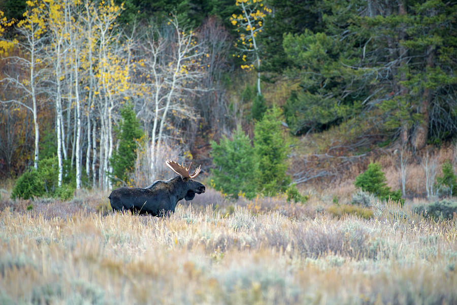 1023 Teton Bull Moose_4 Photograph by Tara Krauss