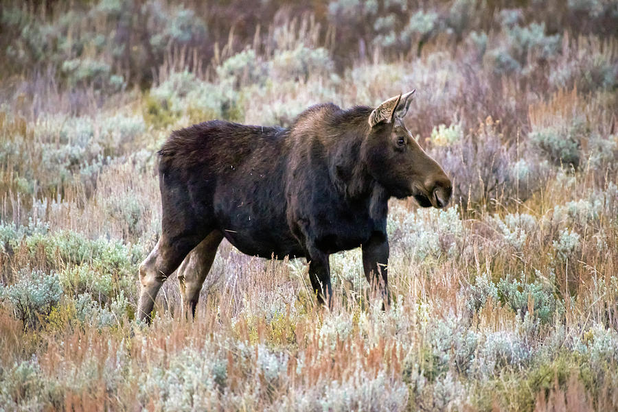 1023 Teton Cow Moose_1 Photograph by Tara Krauss
