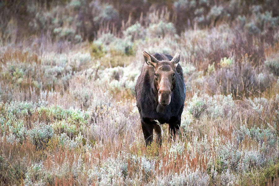 1023 Teton Cow Moose_3 Photograph by Tara Krauss