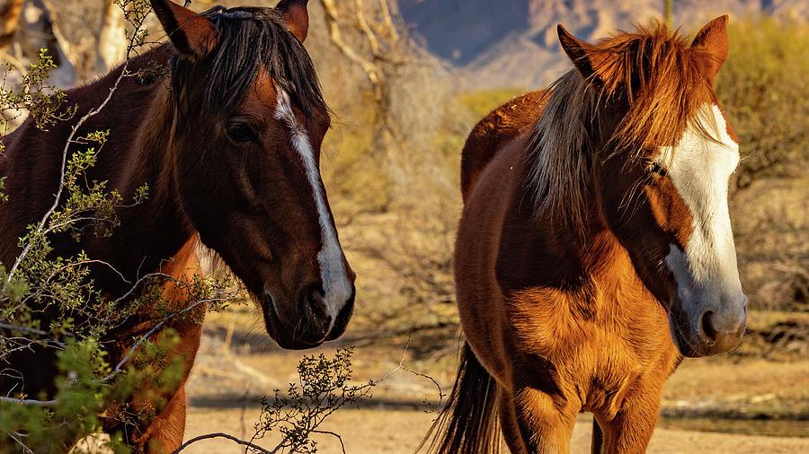 Salt River Arizona Wild Horses Photograph By Al Ungar - Pixels