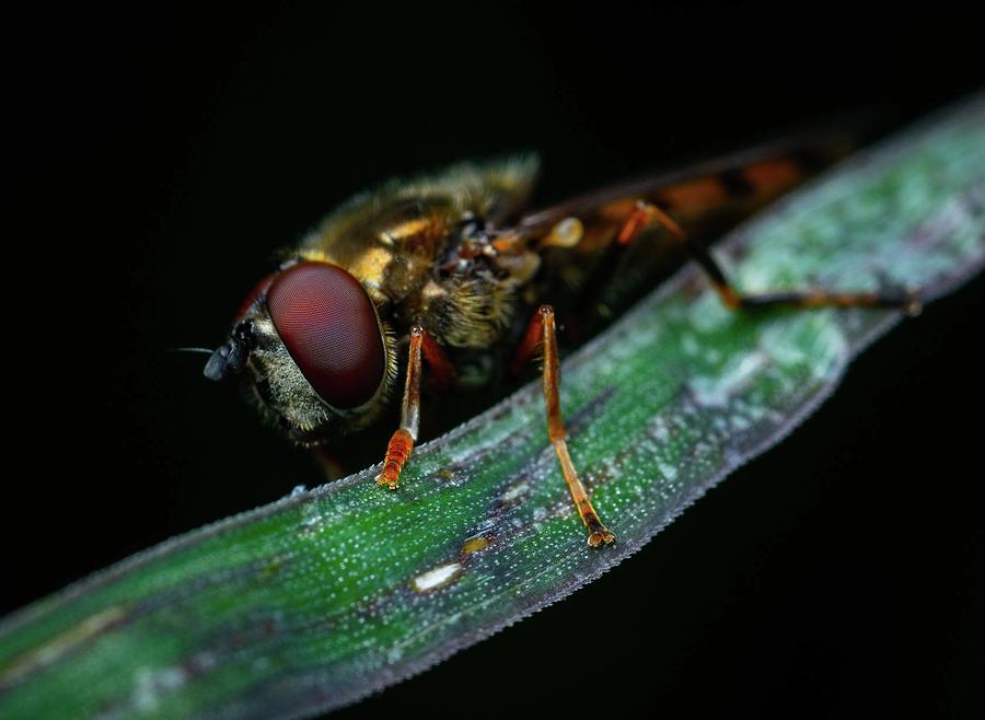 Stunning close-up photo of insects #103 Mixed Media by Nature Photography