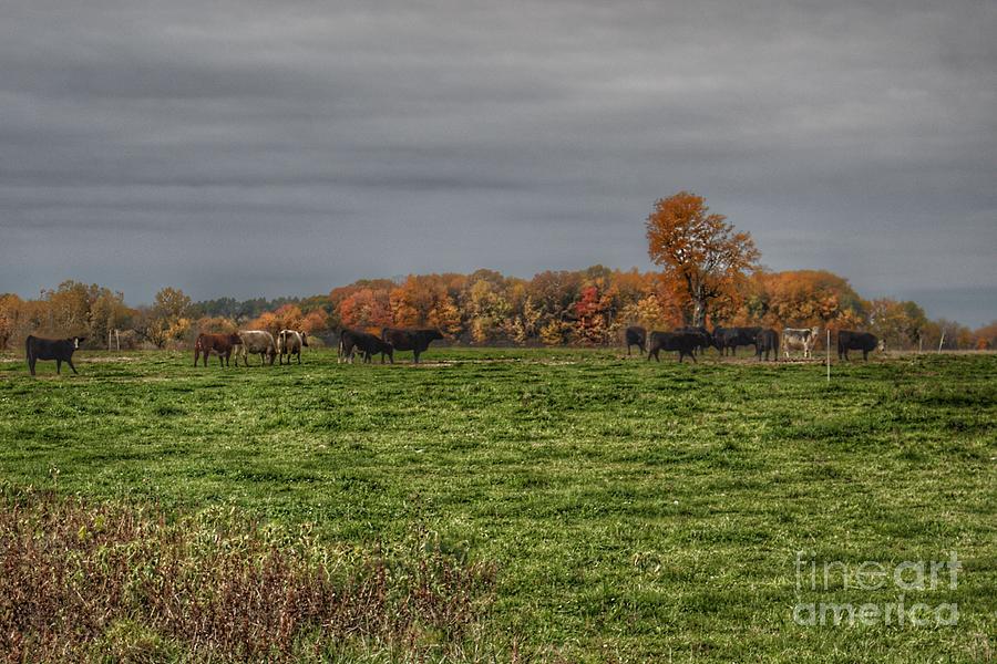 1036 - Oak Cows by Sheryl L Sutter 1036 - Oak Cows by Sheryl L Sutter