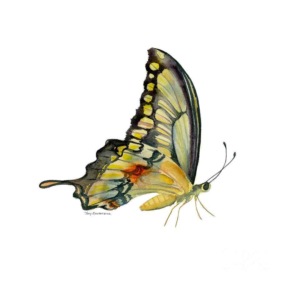 104 Perched Swallowtail Butterfly Painting by Amy Kirkpatrick