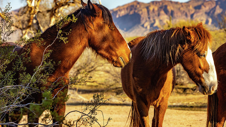 Salt River Arizona Wild Horses Photograph By Al Ungar - Fine Art America