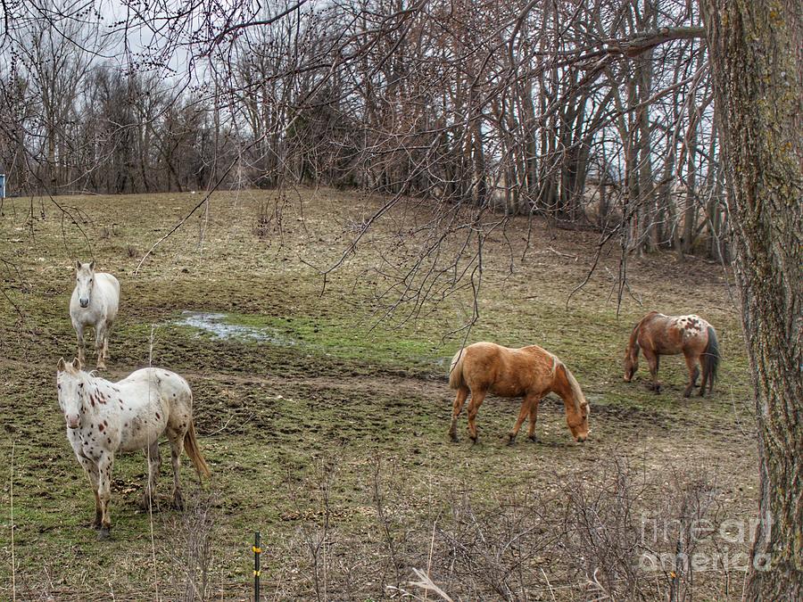 1041 - Horses of Barnes Road I Photograph by Sheryl L Sutter