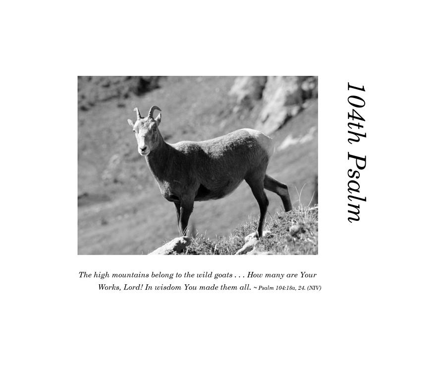104th Psalm-Bighorn Sheep Photograph by Richard Porter