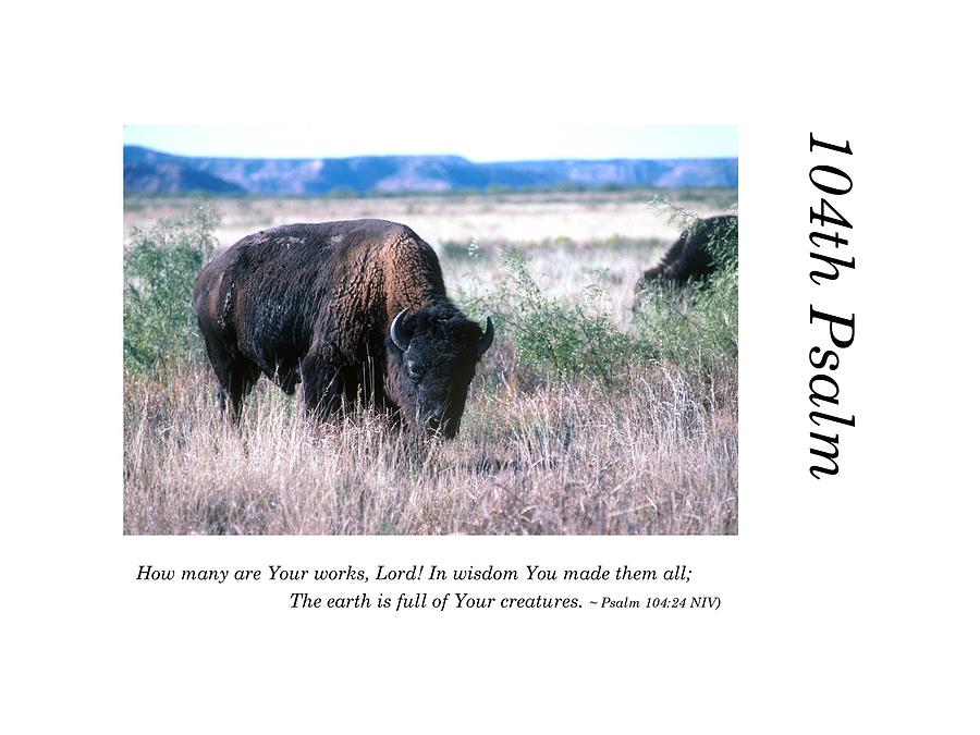 104th Psalm-Bison Grazing Photograph by Richard Porter