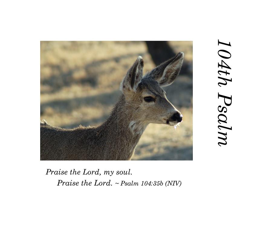 104th Psalm-Deer After Drink Photograph by Richard Porter
