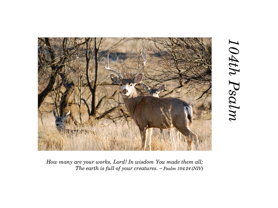 104th Psalm-Deer at Lake Mackenzie Photograph by Richard Porter